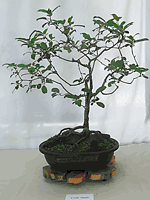 Ficus